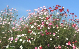 コスモスの風景